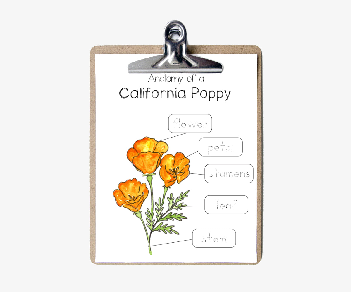 California Poppy Mini Nature Study | Printable