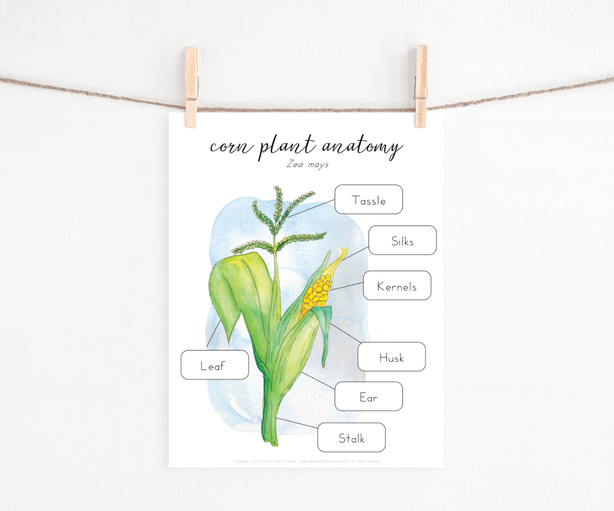 Corn Plant Anatomy