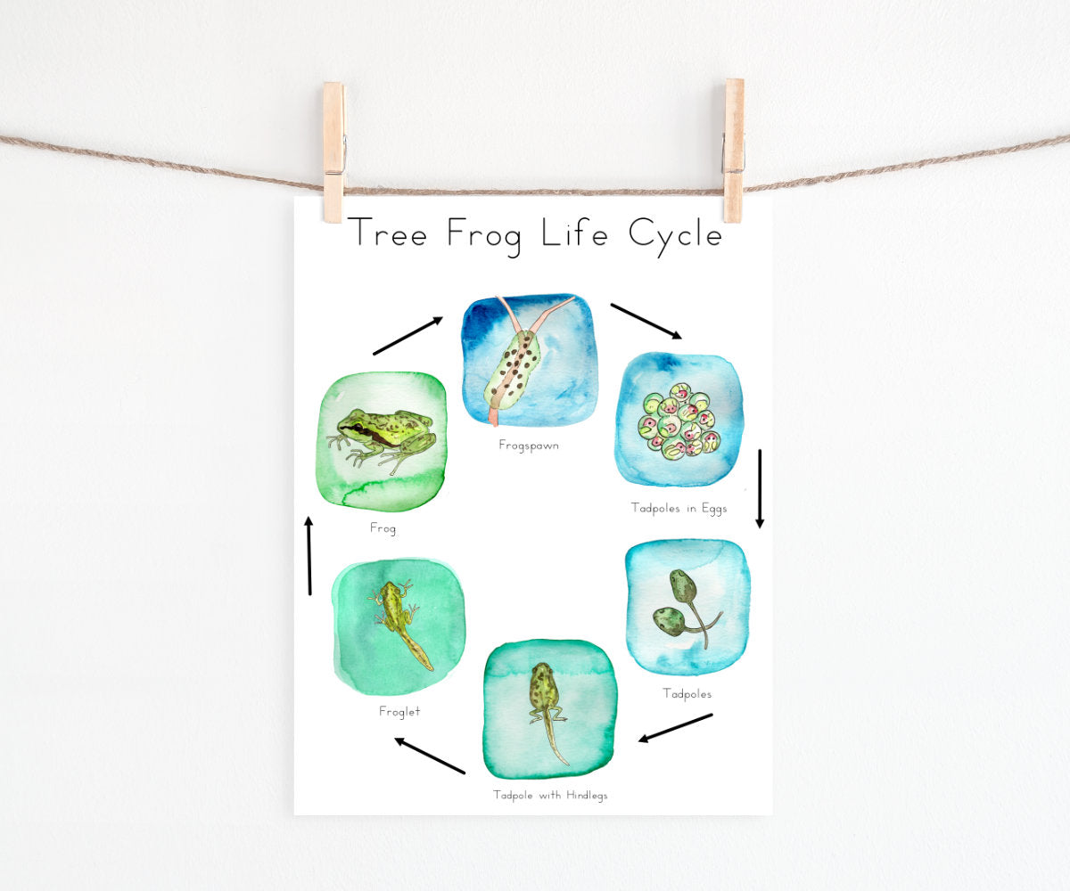 Pacific Tree Frog Life Cycle | Printable