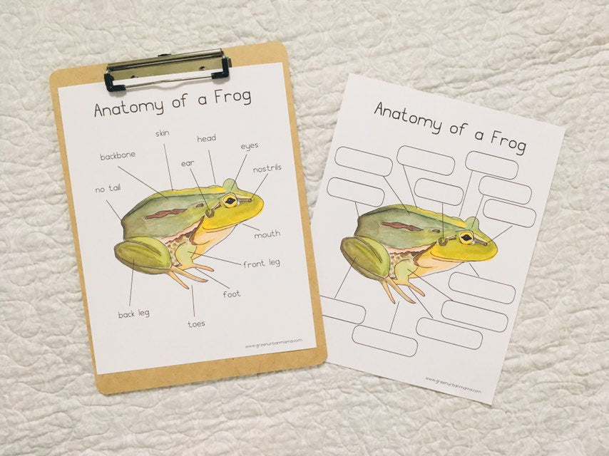 Frog Anatomy Poster