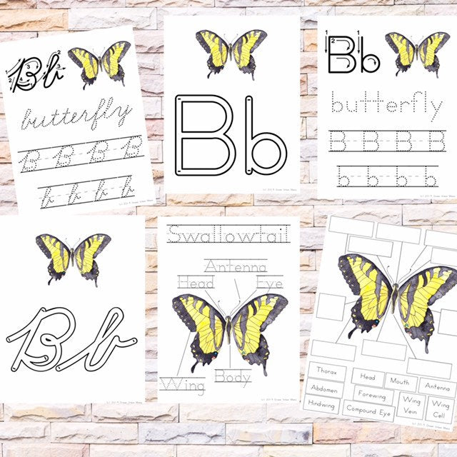 Anatomy of Butterfly Poster &amp; Handwriting Kit