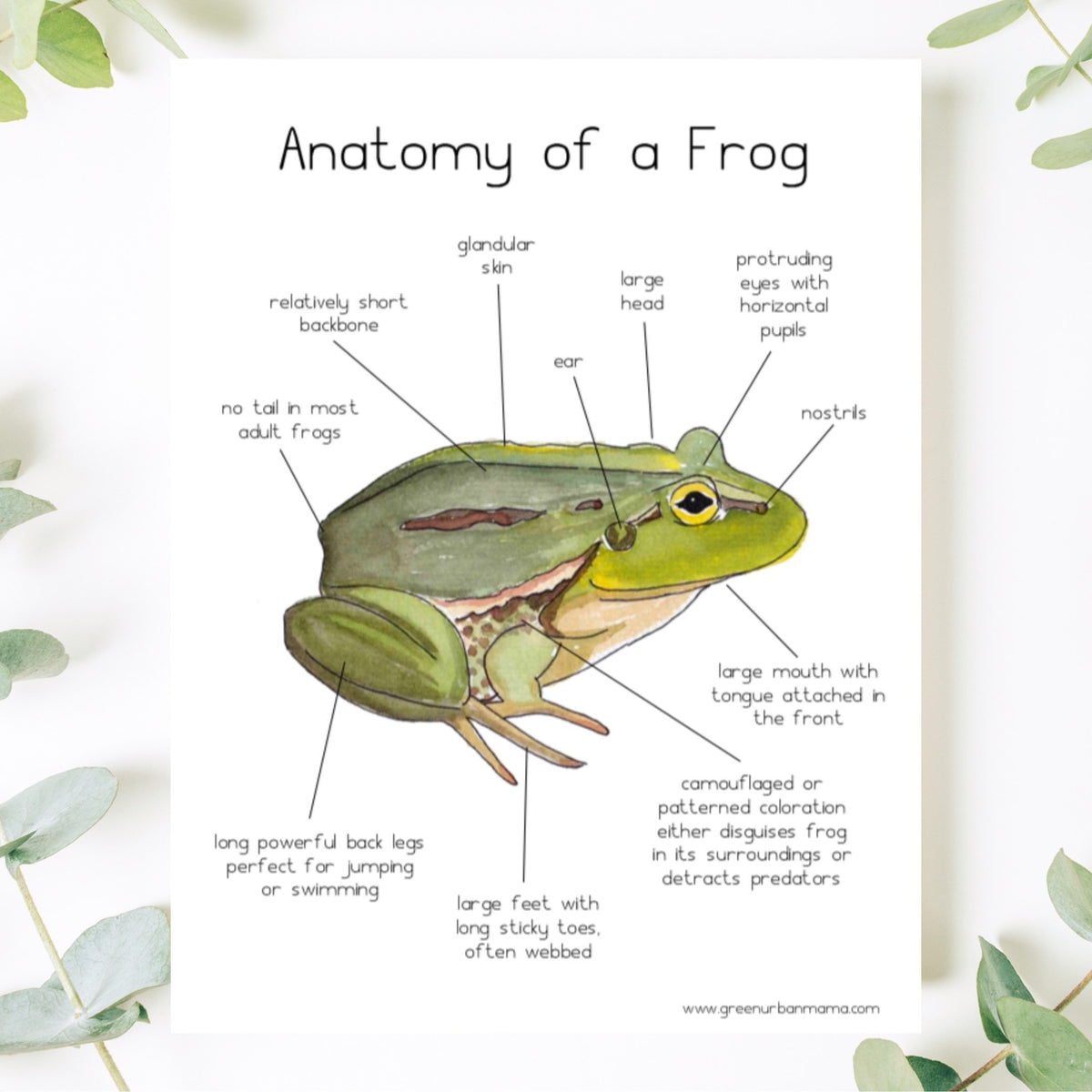 Frog Anatomy Poster