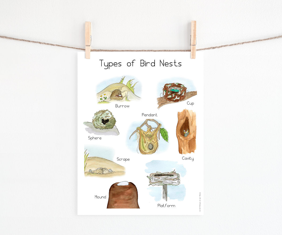 Bird Nests | Printable