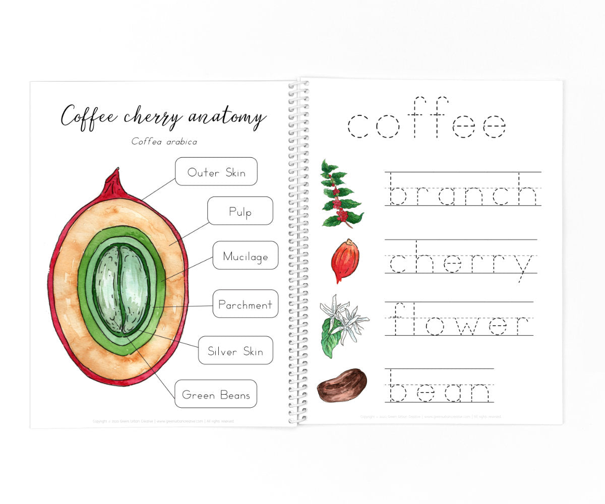 Coffee Plant Life Cycle