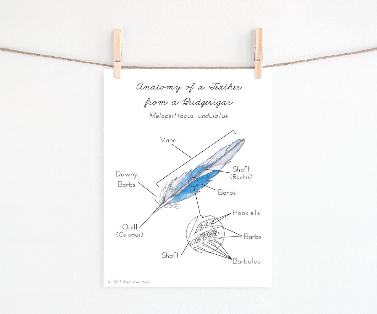 Anatomy of a Feather | Printable