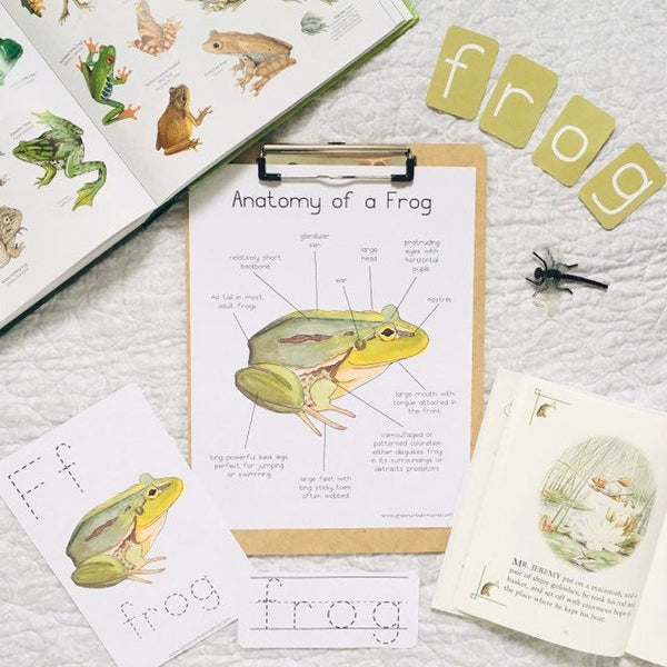 Frog Anatomy Poster - Green Urban Creative