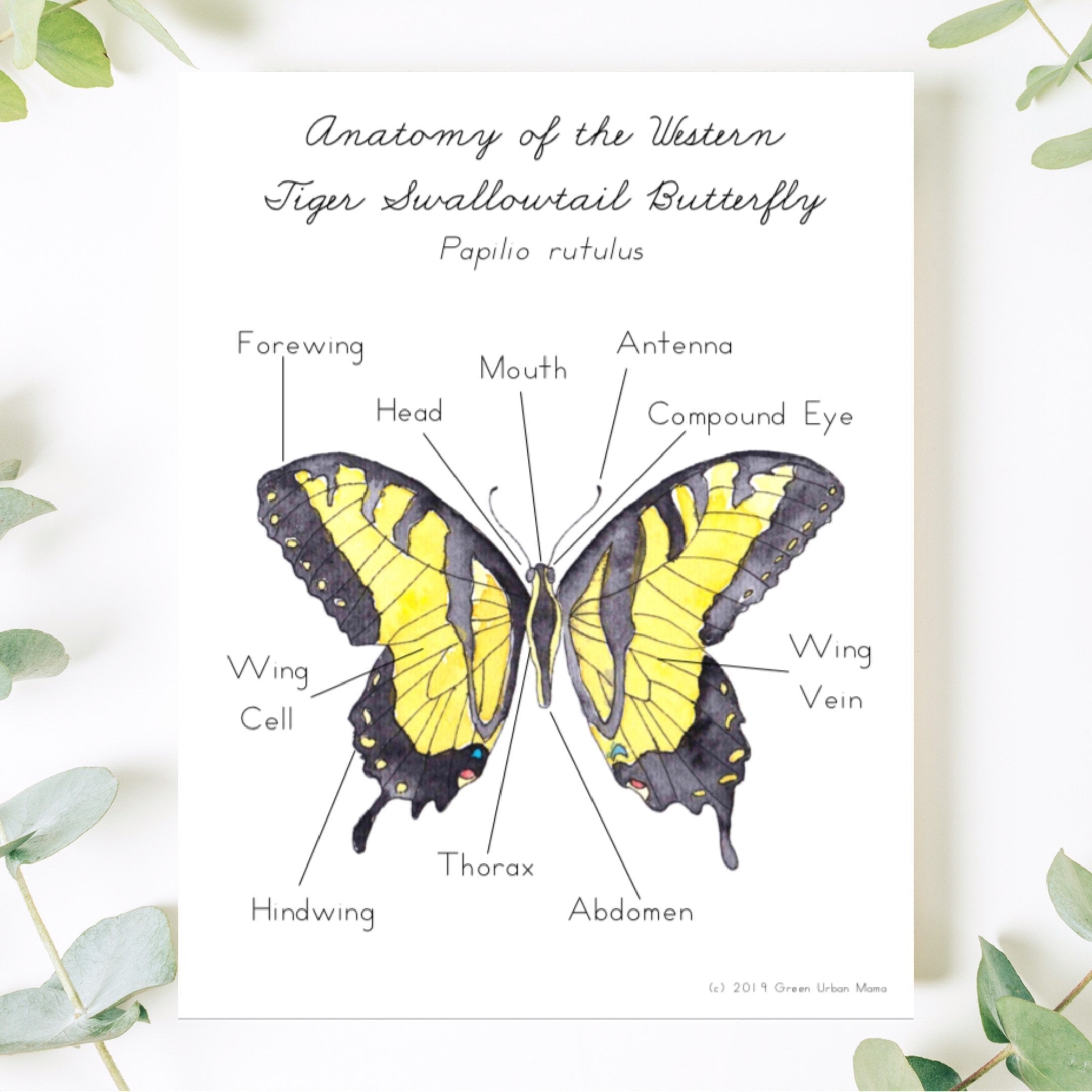 Anatomy of Butterfly Poster & Handwriting Kit - Green Urban Creative