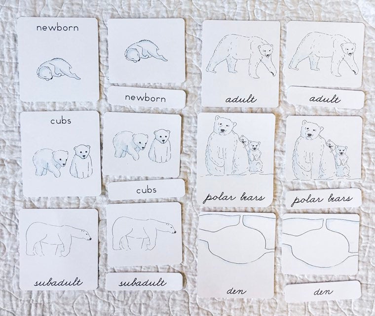 Polar Bear Life Cycle | Montessori Preschool Homeschool Unit Study Printable Curriculum