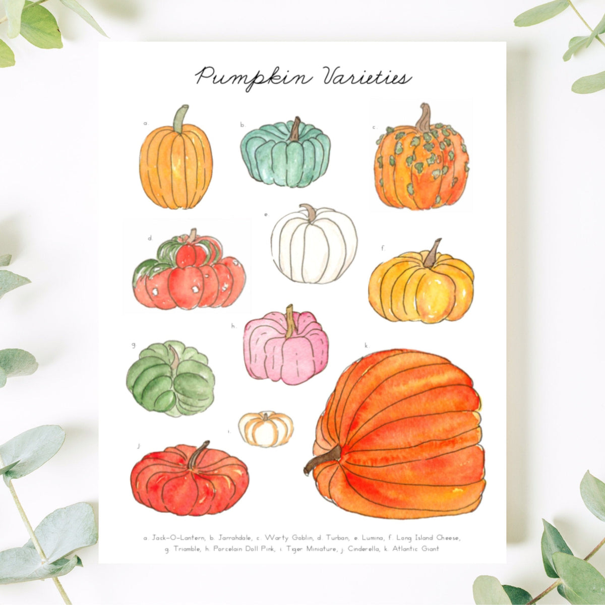 Pumpkin Varieties