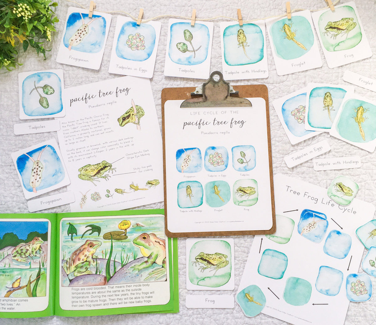 Pacific Tree Frog Life Cycle | Printable