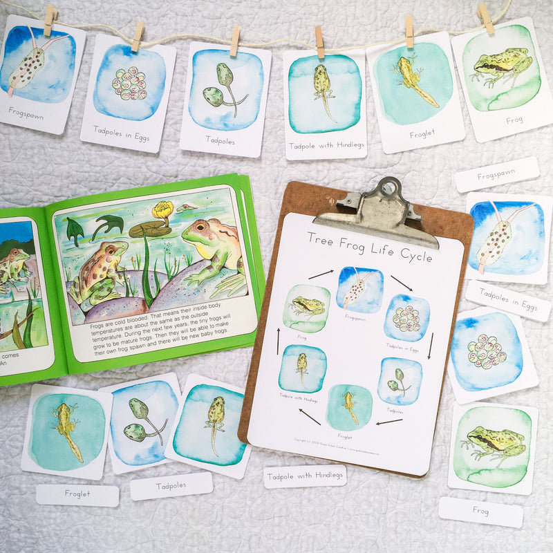 Pacific Tree Frog Life Cycle | Printable - Green Urban Creative