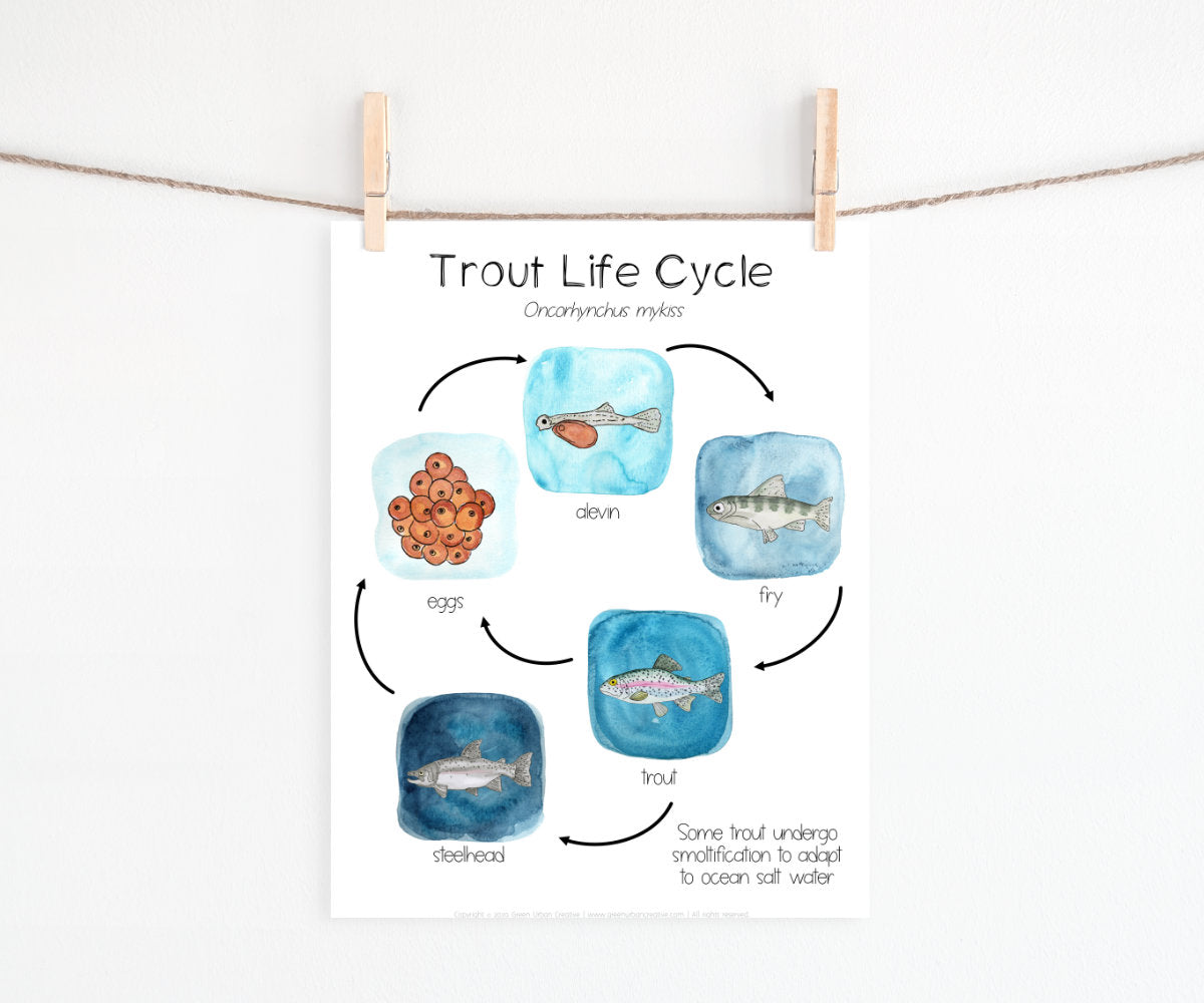 Rainbow Trout Life Cycle | Printable